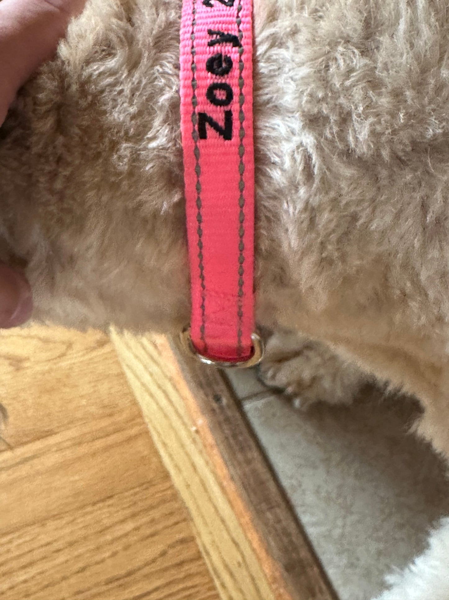 Personalized Dog Collar