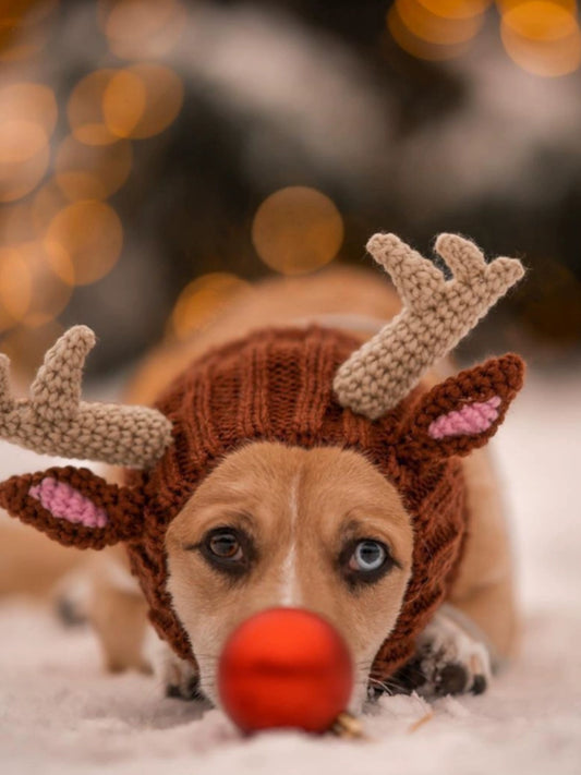 Cute Pet Knitted Cosplay Hat