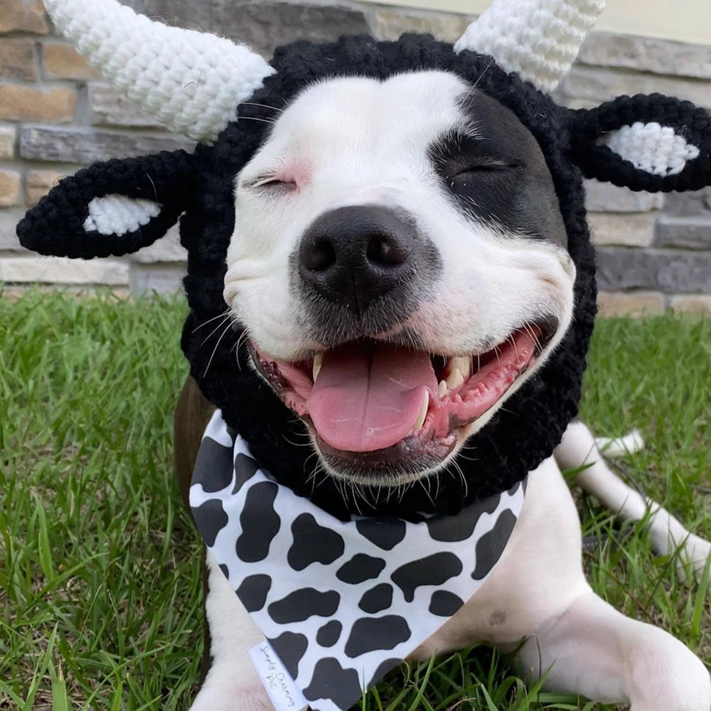 Knitted Winter Hat with Rabbit Ears for Dogs and Cats